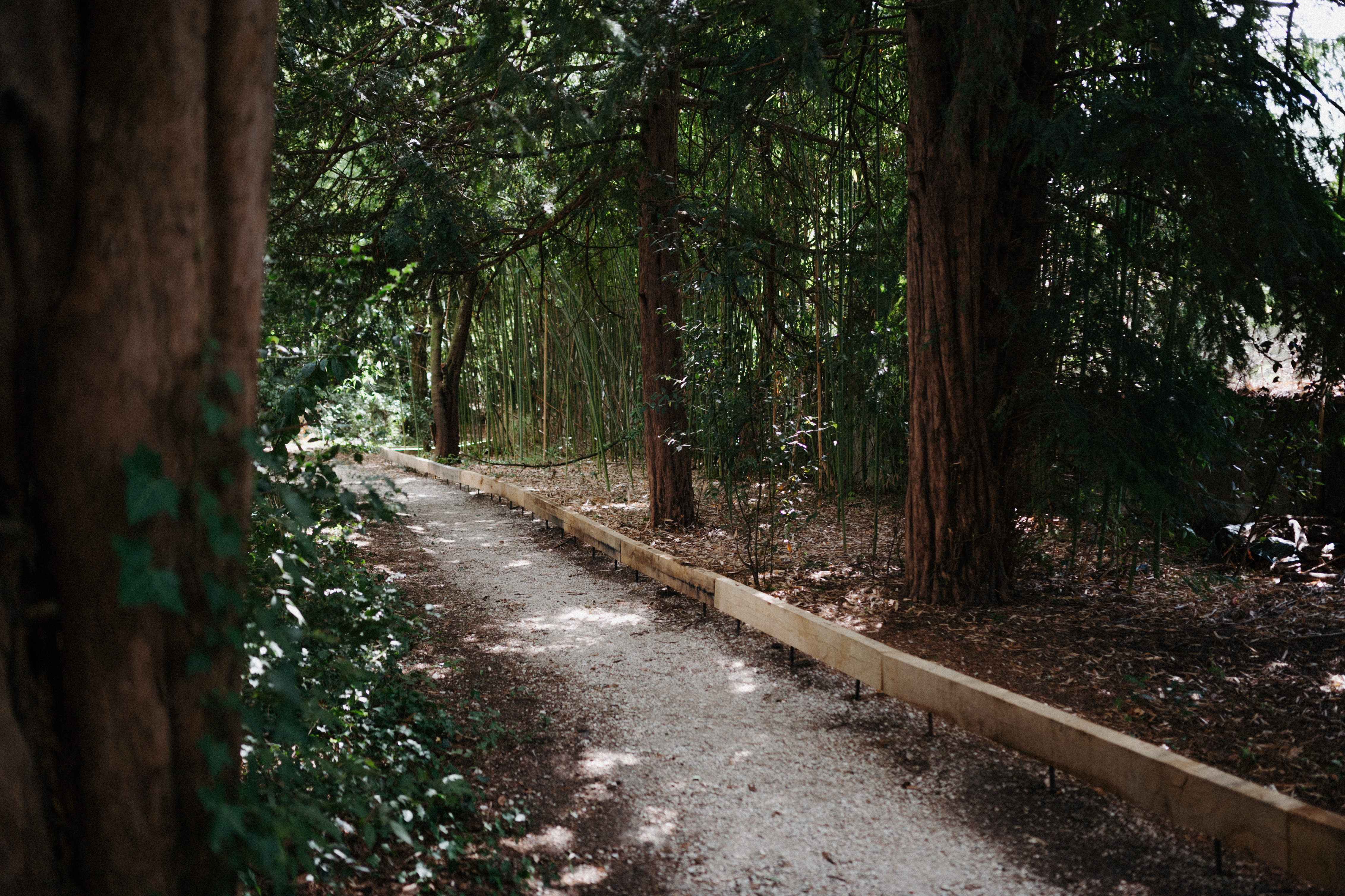 Allée du parc bordée d'arbres et de bambous