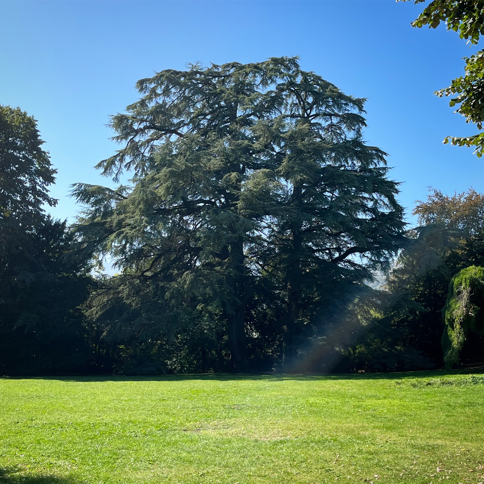 Grand cèdre majestueux au cœur du parc du domaine, pelouse ouverte et ciel clair